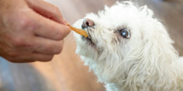 When can a sales puppy have treats